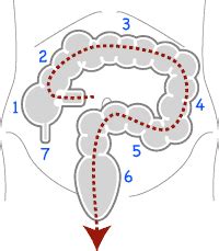 大腸 方向|大腸の解剖・イラストでみる大腸肛門病 飯原医。